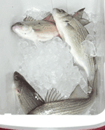 Indoor fishing - Lake Whitney Marina